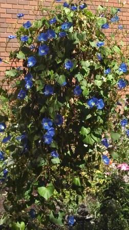 Morning Glories