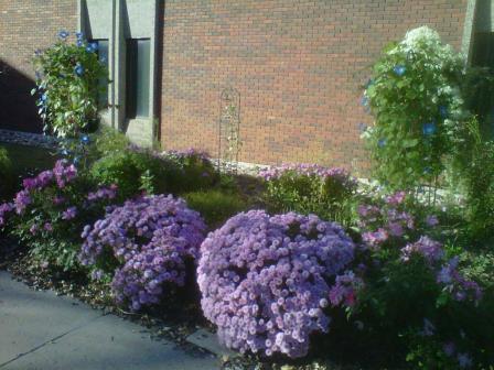 pretty purple flowers