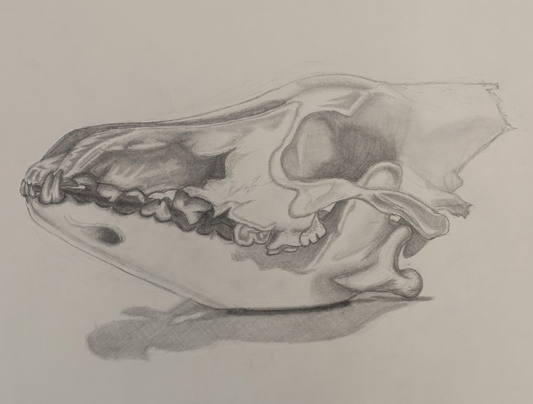 student drawing of an animal skull