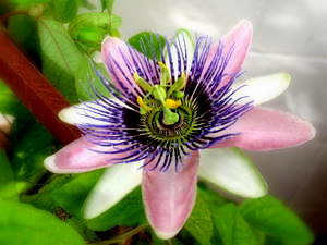 passionflower