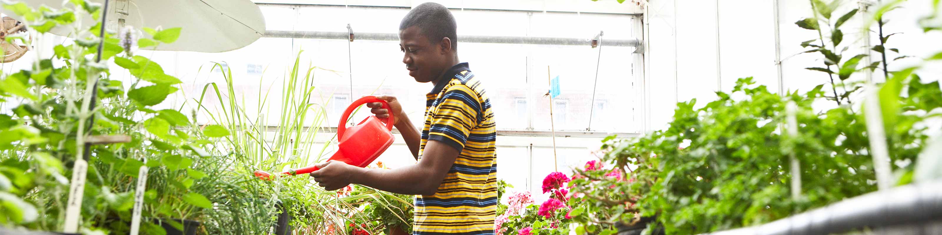 In Greenhouse watering the Plants