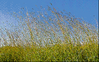 Big Bluestem