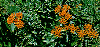 Butterflyweed