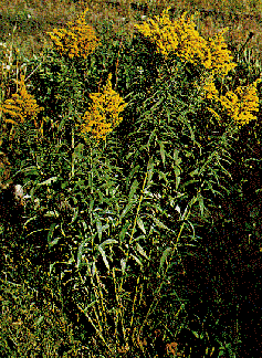 Canada Goldenrod