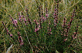 Dotted Blazing Star