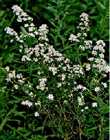 Heath Aster