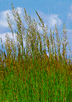 Indian Grass