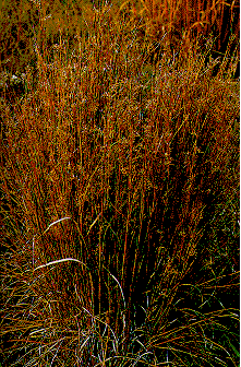 Little Bluestem