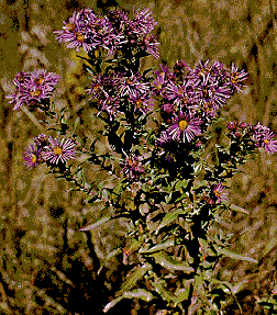 New England Aster