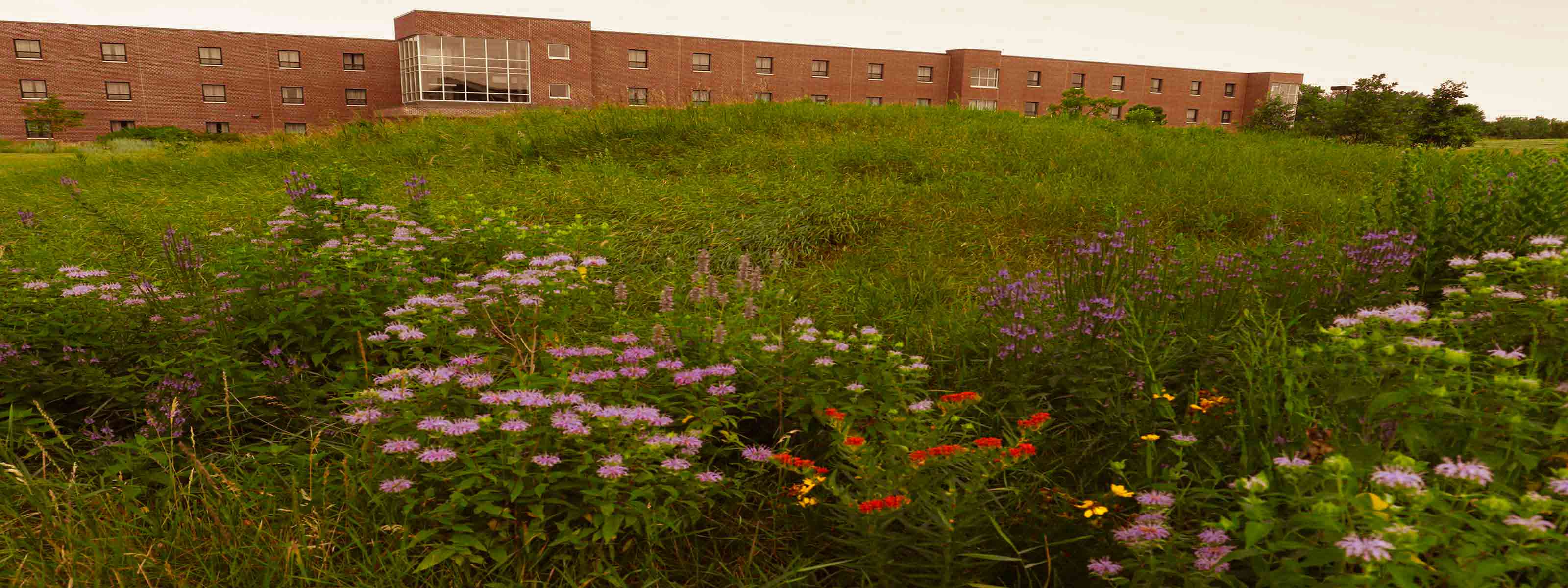 Prairie flowers outside SMSU