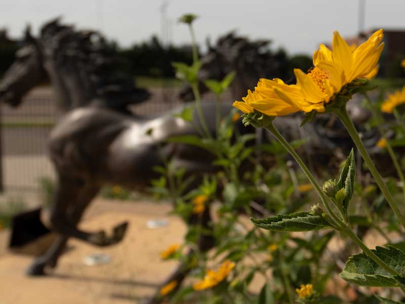 Plants next to SMSU Mustang statue