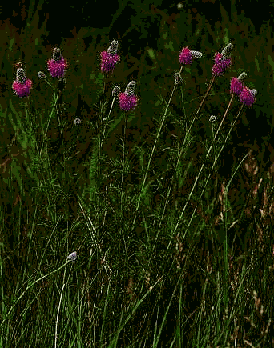 Purple Prairie Clover