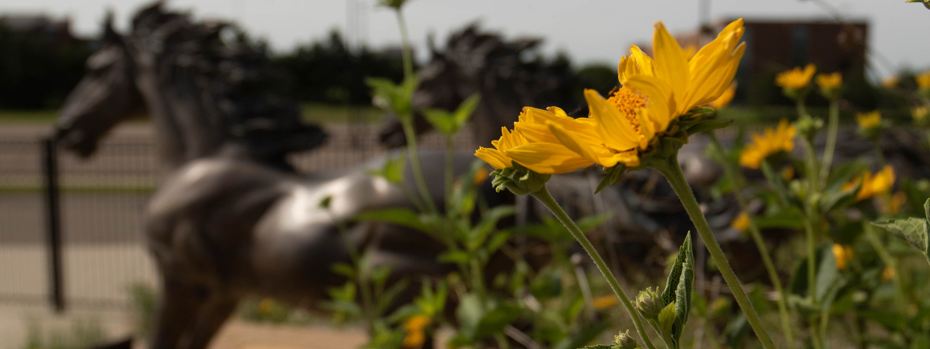 Mattke Field Flowers