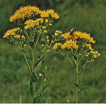 Stiff Goldenrod