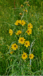 Maximilian's Sunflower
