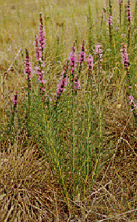 Tall Blazing Star