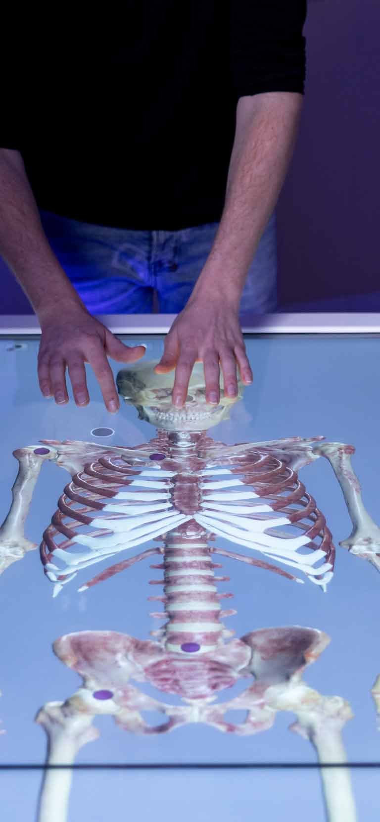 Closeup of the Virtual Cadaver Table