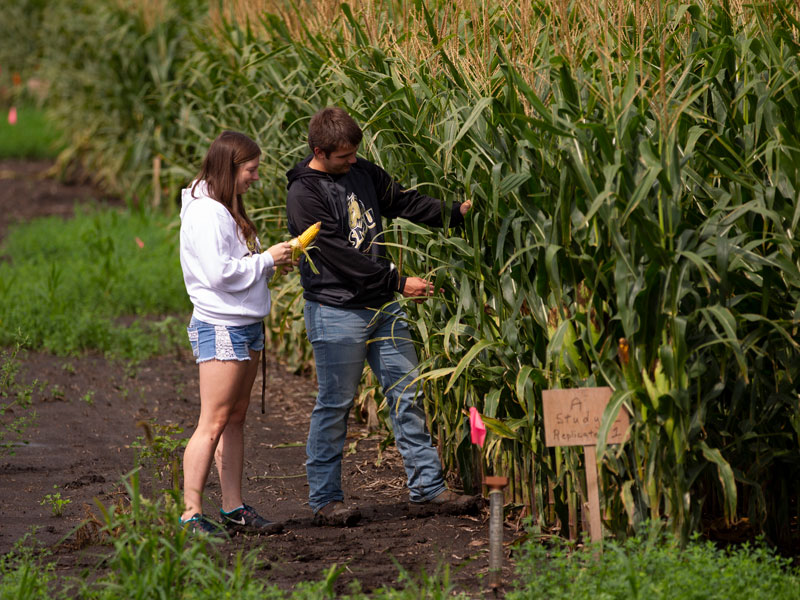 Corn Sample