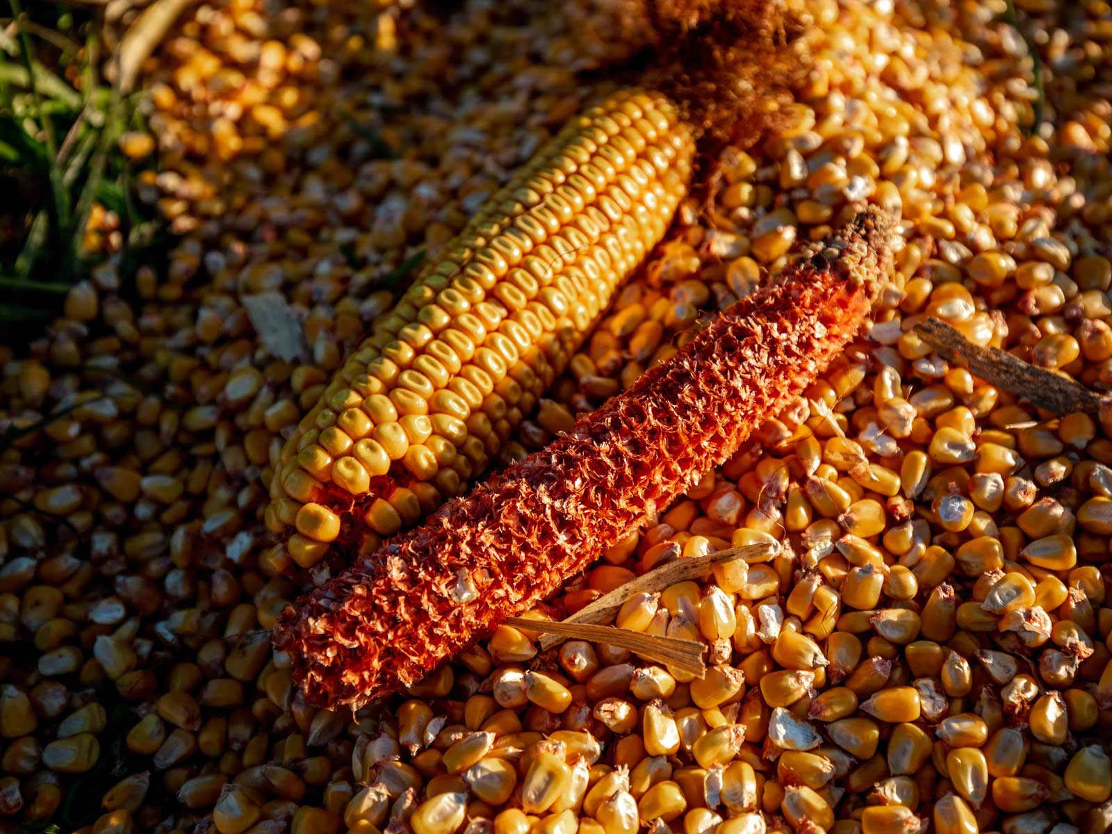 Combined Corn Cob