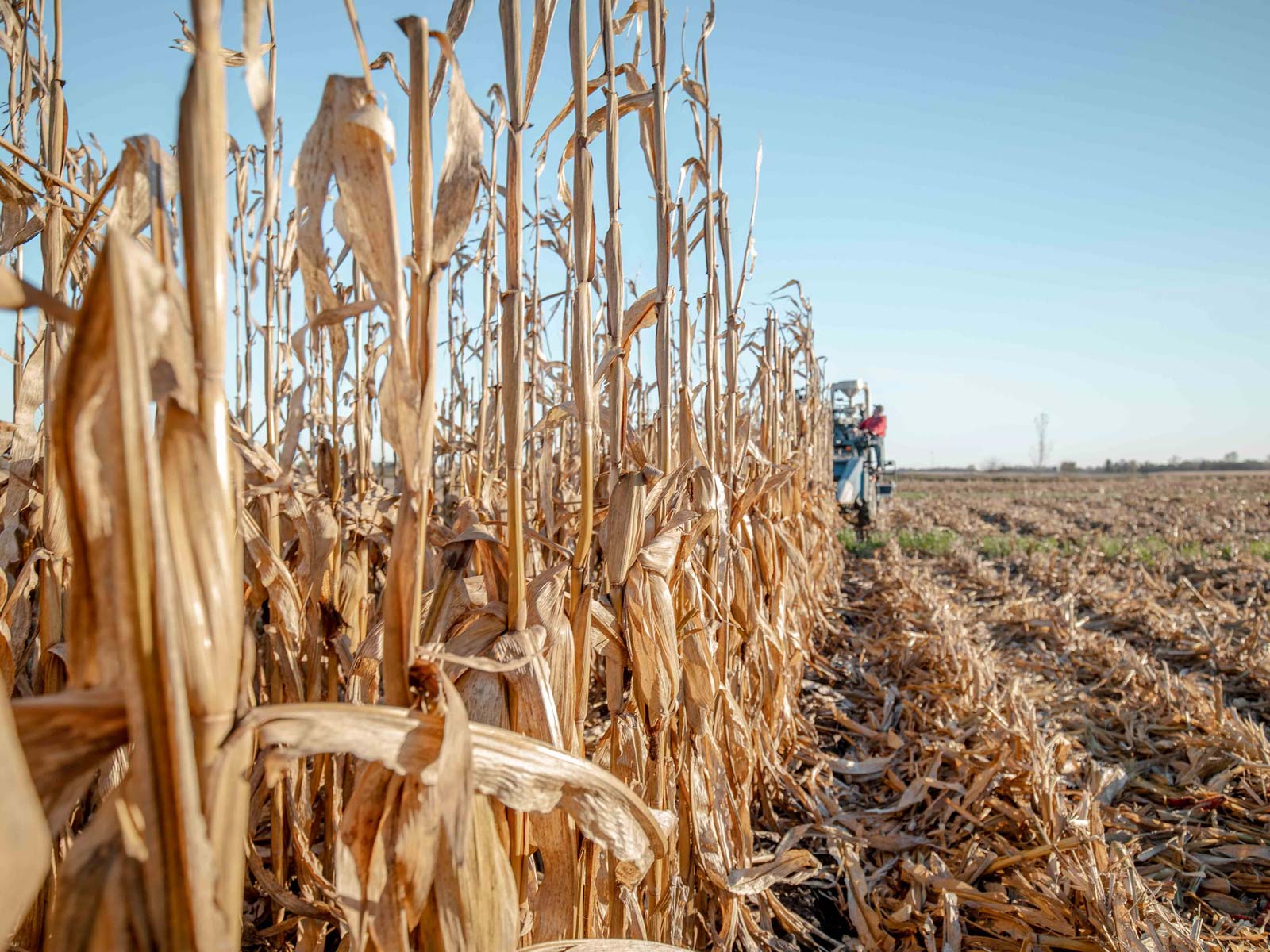 Combine Harvesting Corn