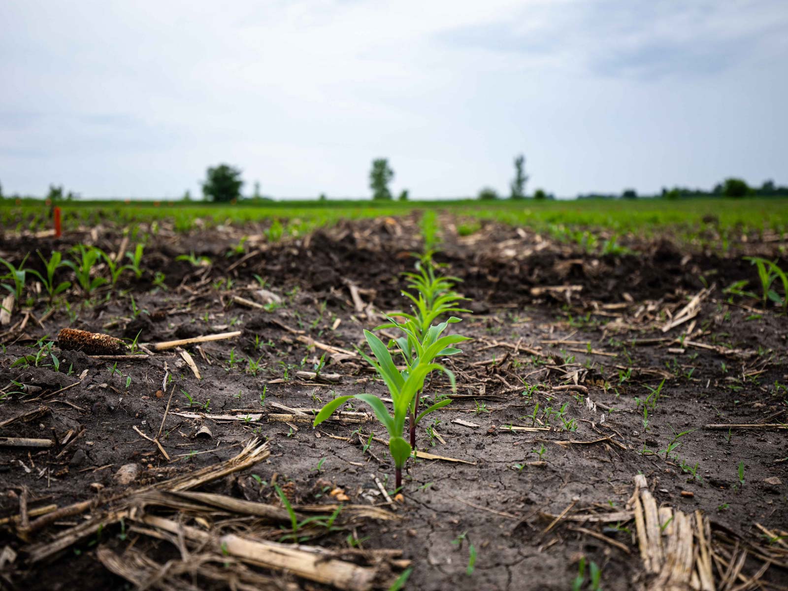 Field Crop Growing